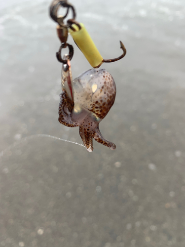 イカの釣果