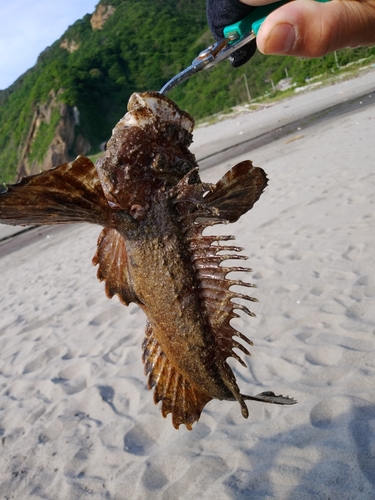 オニオコゼの釣果