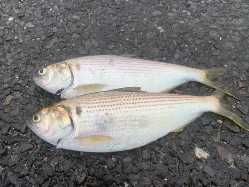 コノシロの釣果