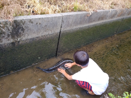 ライギョの釣果