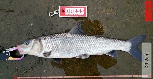 ニゴイの釣果