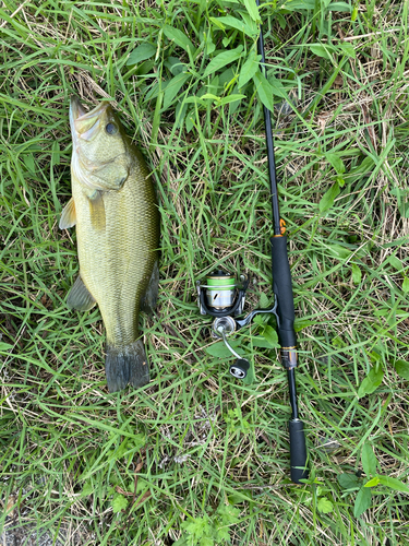 ラージマウスバスの釣果