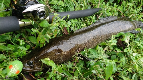 ライギョの釣果