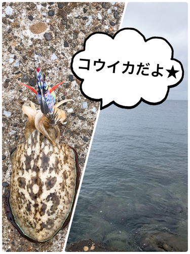 コウイカの釣果