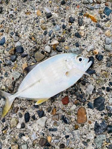 メッキの釣果