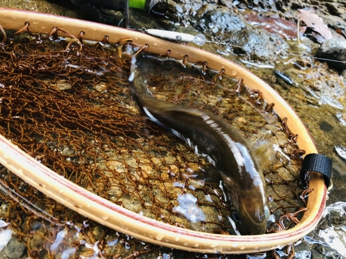 イワナの釣果