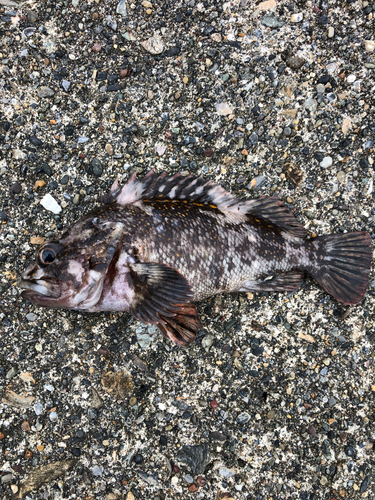 オウゴンムラソイの釣果