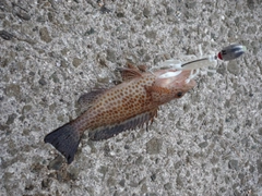 オオモンハタの釣果