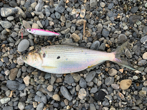 コノシロの釣果