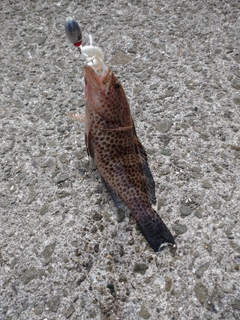 オオモンハタの釣果