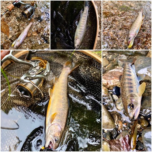 イワナの釣果