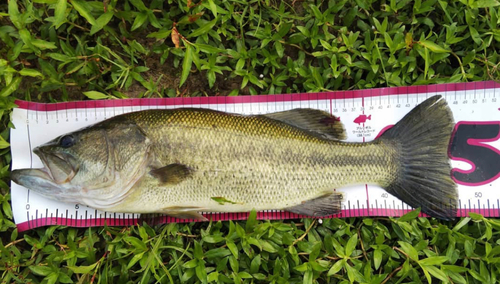 ブラックバスの釣果