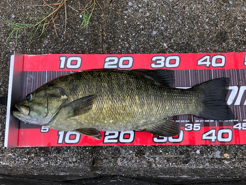 スモールマウスバスの釣果