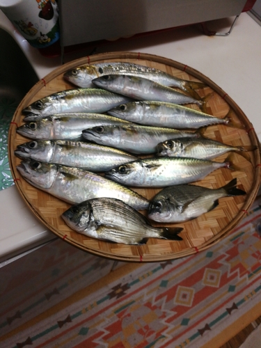 サバの釣果