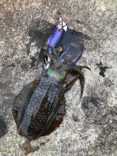 アオリイカの釣果