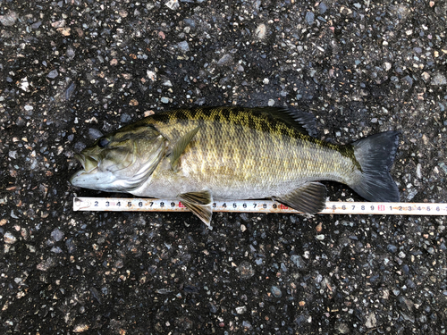 スモールマウスバスの釣果