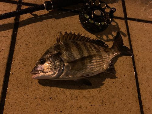 クロダイの釣果