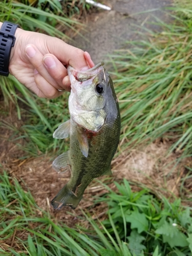 ラージマウスバスの釣果