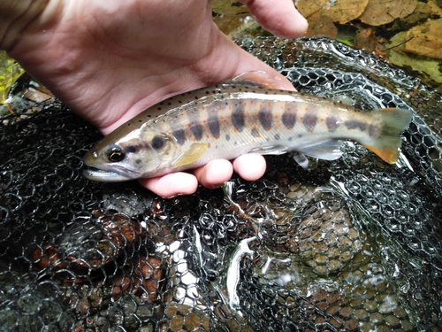 アマゴの釣果