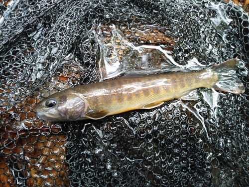 イワナの釣果