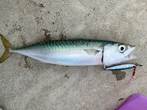 サバの釣果