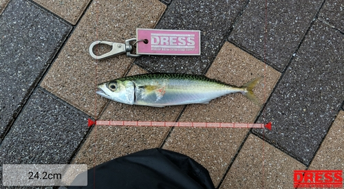 サバの釣果