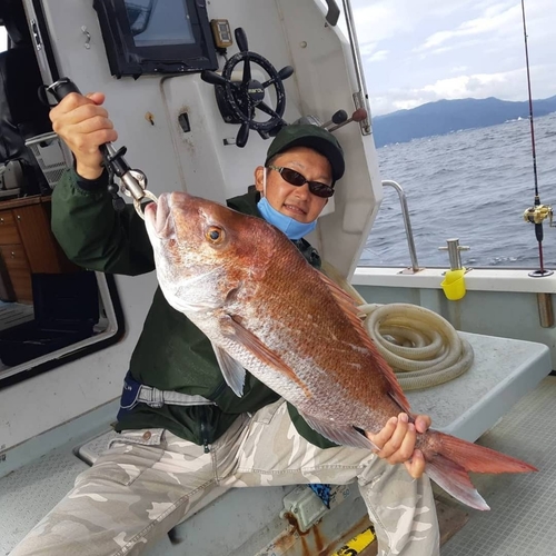 マダイの釣果