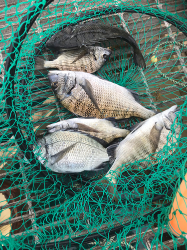 クロダイの釣果