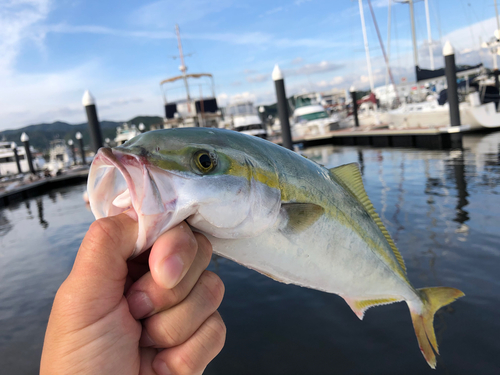 ツバスの釣果