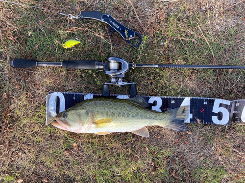 ブラックバスの釣果