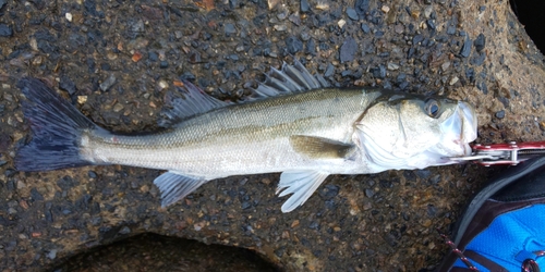 フッコ（マルスズキ）の釣果