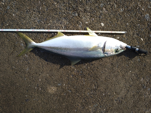 ヒラマサの釣果