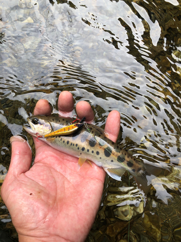 ヤマメの釣果