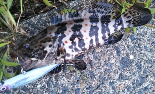 チャイロマルハタの釣果