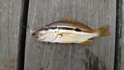 ヨコスジフエダイの釣果