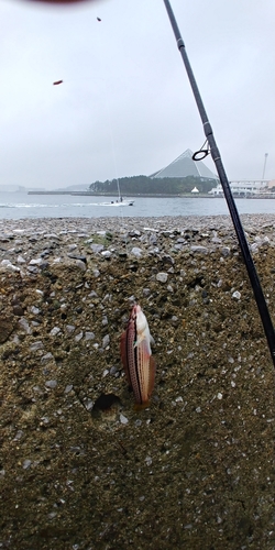 キュウセンの釣果