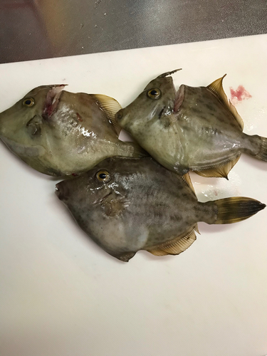 カワハギの釣果