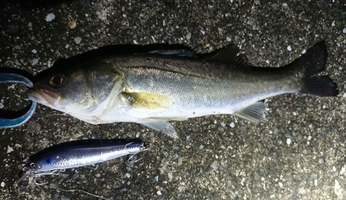 シーバスの釣果