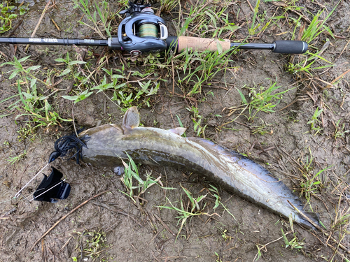 ナマズの釣果