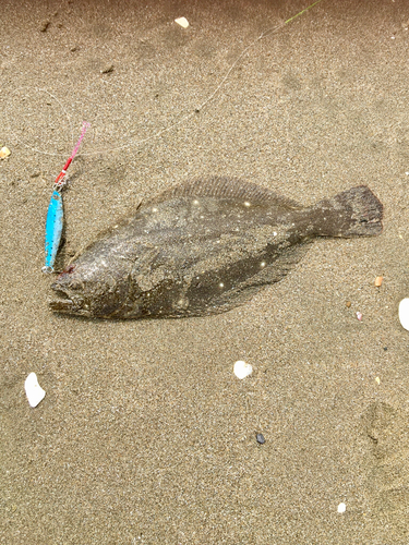 ソゲの釣果