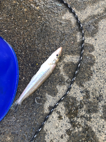 キスの釣果