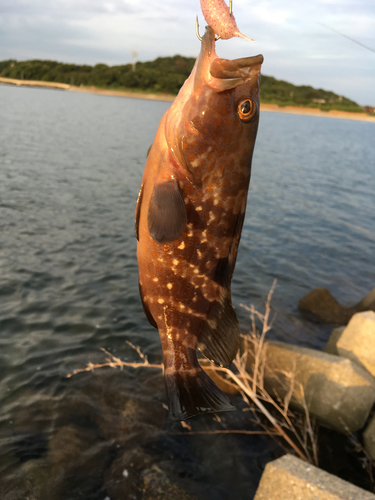 キジハタの釣果