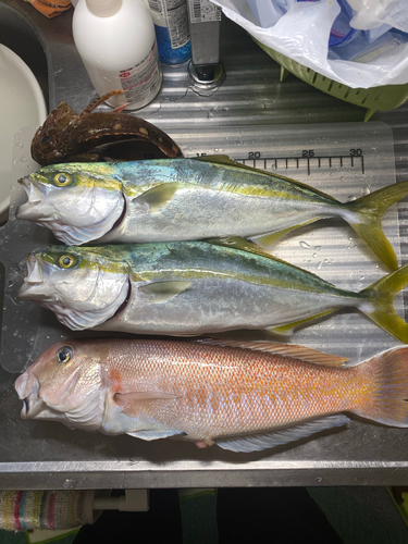 シロアマダイの釣果