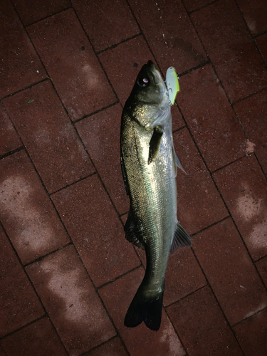 スズキの釣果