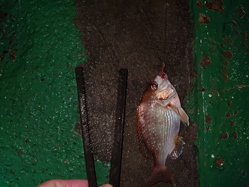 タイの釣果