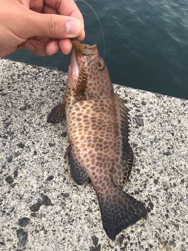 オオモンハタの釣果