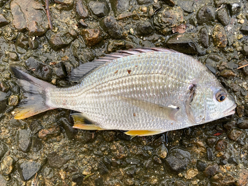 キビレの釣果