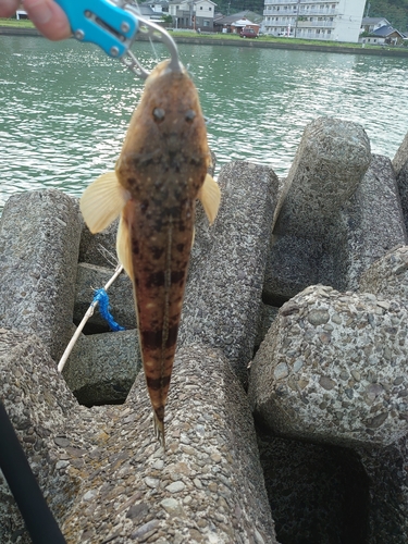 ミナミマゴチの釣果