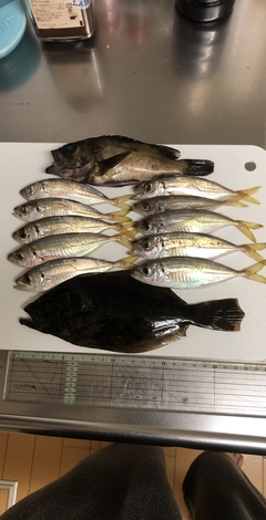 メバルの釣果