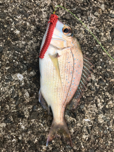 チャリコの釣果